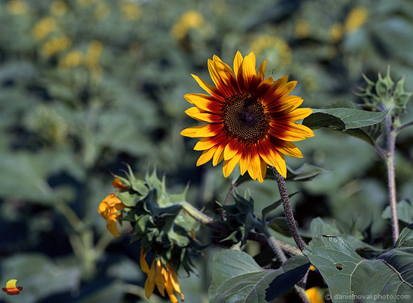 Orange and Yellow Sunflower