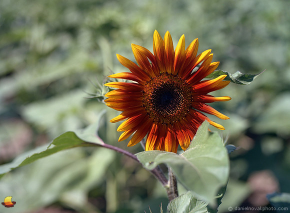 A Single Orange Sunflower
