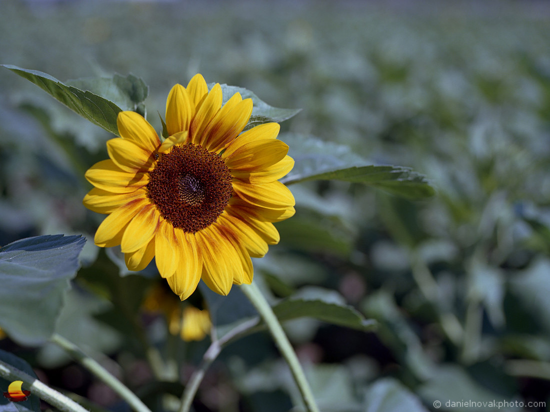 Yellow Sunfower, Sunflowers of Sanborn, New York