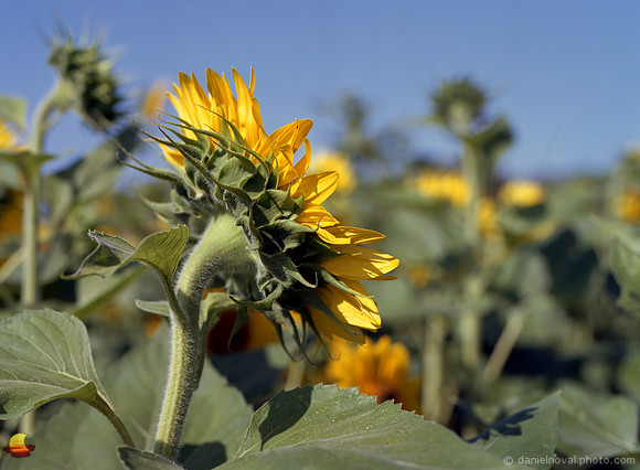 Sunflower Profile