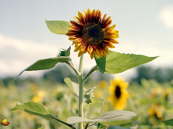 Tall Sunflower