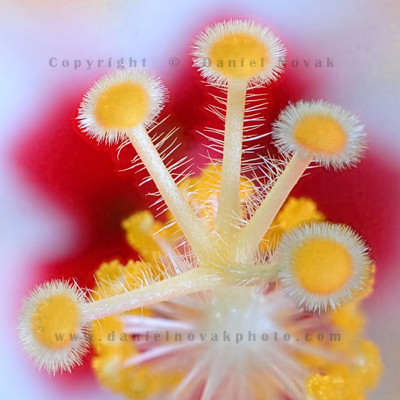 Extreme macro close up and focus stacking for great depth of field.