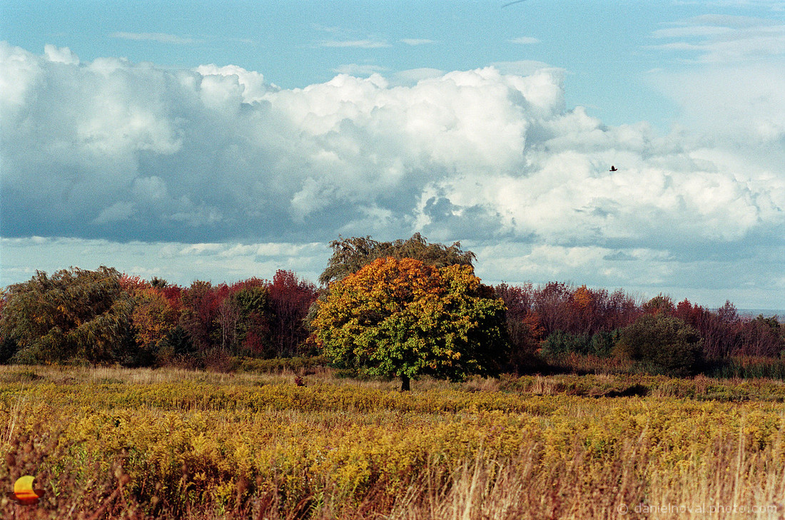 Golden Top Tree, Cole Road, Orchard Park, NY. Nikon F4, Kodak Portra 400 Color Negative Film, C-41.
