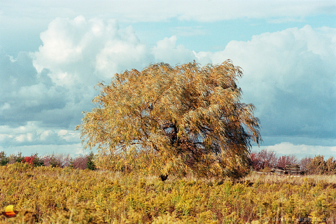 Tree of Gold, Cole Road, Orchard Park, NY. Nikon F4, Kodak Portra 400 Color Negative Film, C-41.