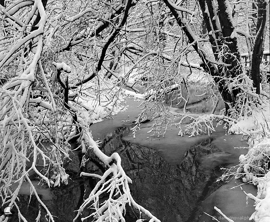 Branches Dressed for Winter