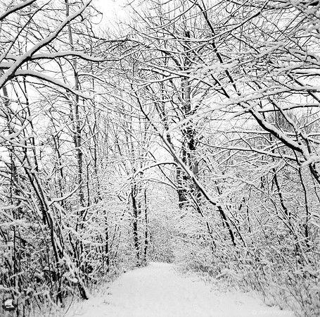 Trail of Wonders
