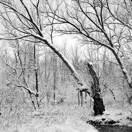 The Creek Guard in Winter, A Old Tree in Birdsong Park, Orchard Park, New York (NY)