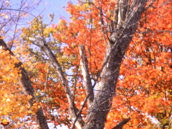 Sample A - Nikon D610 No. 1 - 100%
