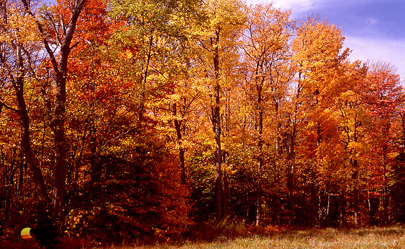 Sample A - Epson V600