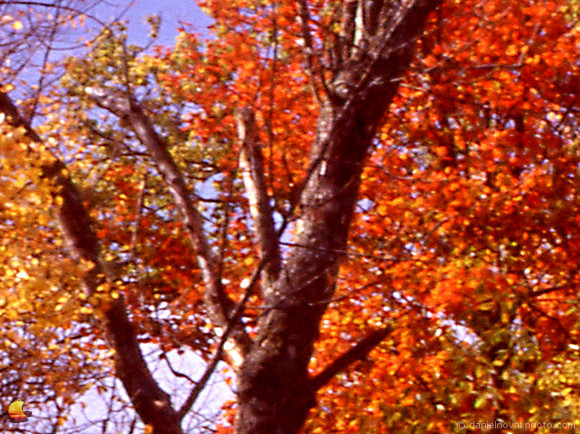 Sample A - Epson V600 - 100%
