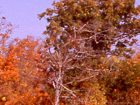 Sample C - Epson V600 - 100%