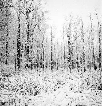 Spooky Winter Wetlands