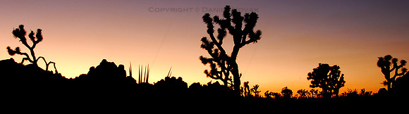 Past Sunset at Joshua Tree National Park, Silhouetted Joshua Trees against the Colorful Western Sky, California (CA).