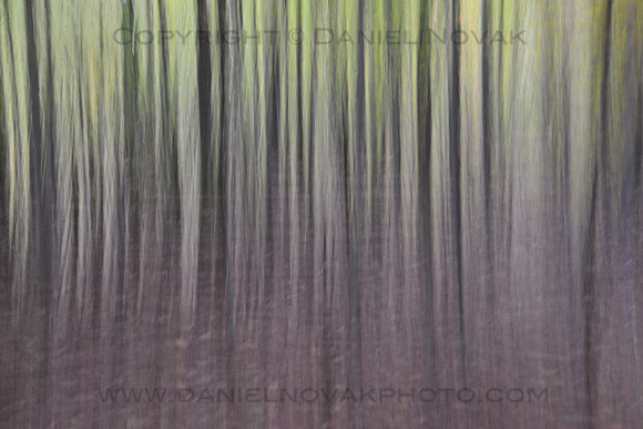 Abstract Seasons - Woods in Autumn - Fall