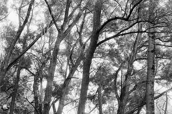 Twinkle in the Trees in Birdsong