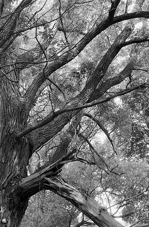 Old Branches of Birdsong