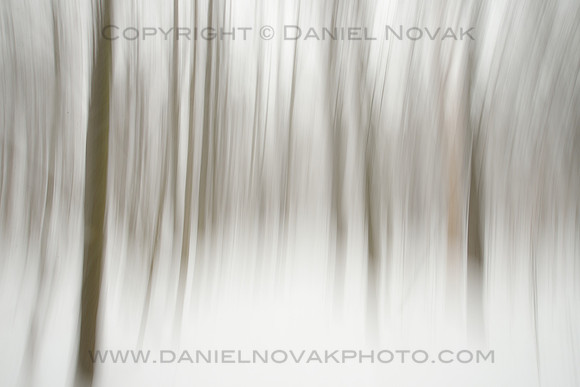 Abstract Seasons - White Woods in Winter