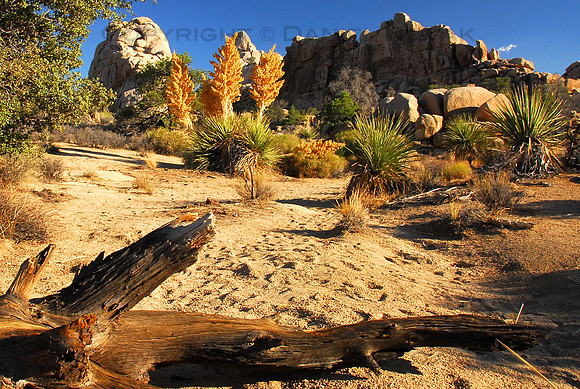 Colors, sand, wood and rock formations, Mojave Desert, Joshua Tree National Park, California (CA).