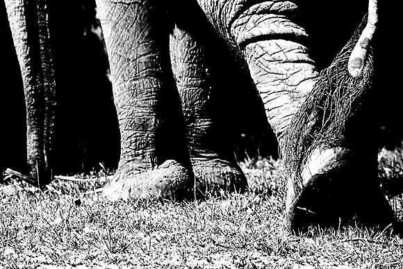 Elephant Feet