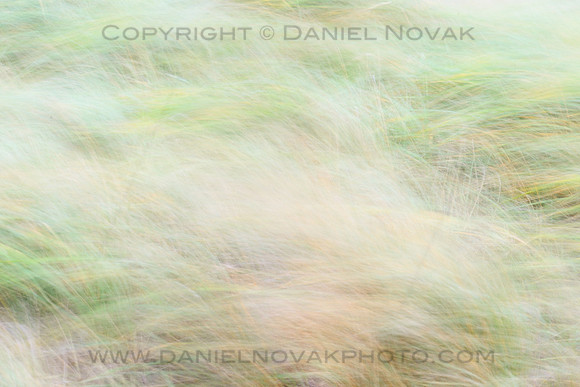 Shoreline Grass in the Wind, Woodlawn Beach State Park, New York (NY).