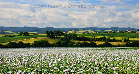 The Land of Poppy Seeds, Fields in Czech Republic, Europe.