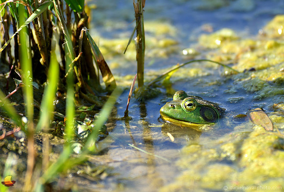 Peeking Bullfrog