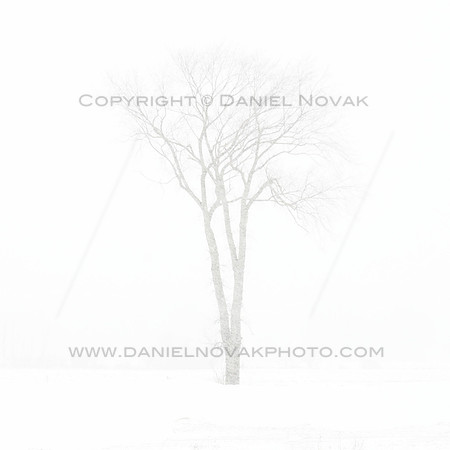 Tree in Whiteout