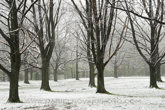 Trees in Late Snow
