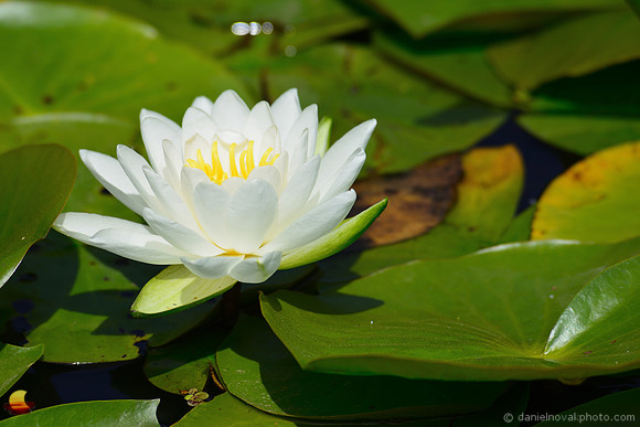 Water Lily  Close Up