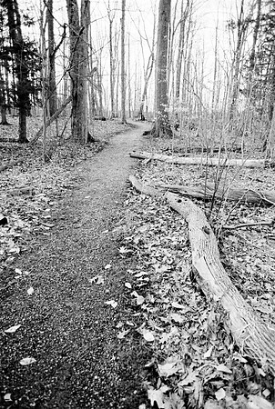 Heading Home through Wetlands, Orchard Park