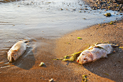 One of many dead fish in Woodlawn Beach State Park. FIsh #6 & #7.