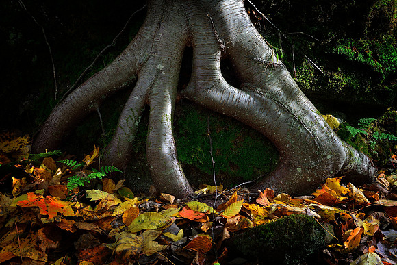 The Allegany State Park Ghost of the Woods, Fall - Autumn 206