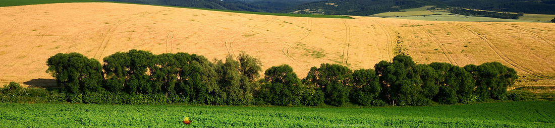 Row of Trees, Fields of Southern Moravia, Czech Republic, Europe