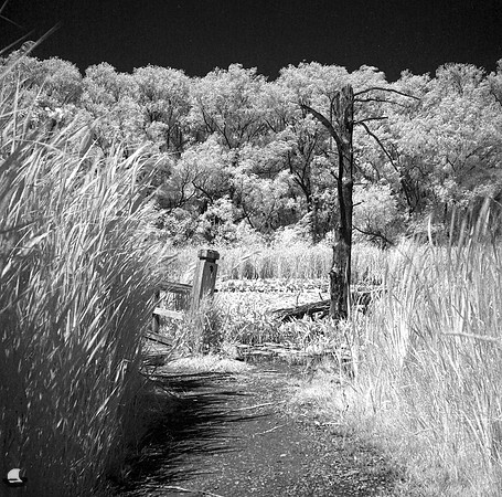 Birdsong Boardwalk Troll on Infrared