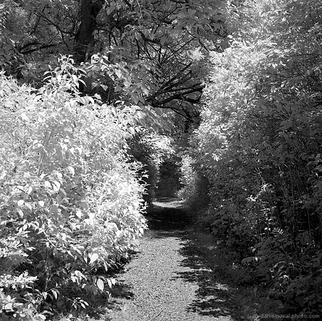 Birdsong Tunnel Path on Infrared
