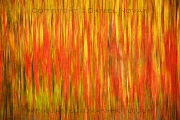Fall Colors