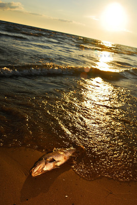 One of many dead fish in Woodlawn Beach State Park. FIsh #9.