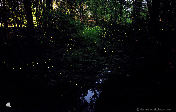Back to Magical Forest Fireflies, Night Photography in Orchard Park, New York.
