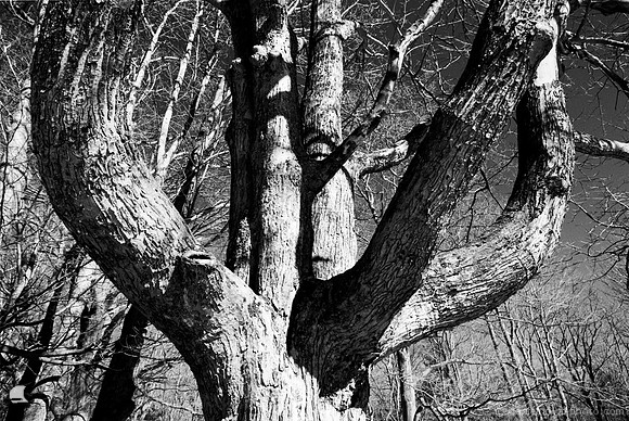 Branches, Chestnut Ridge Park