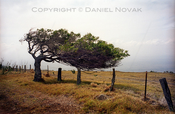 A tree shaped by high winds growing sideways, South Shore Big Island, Hawaii (HI).