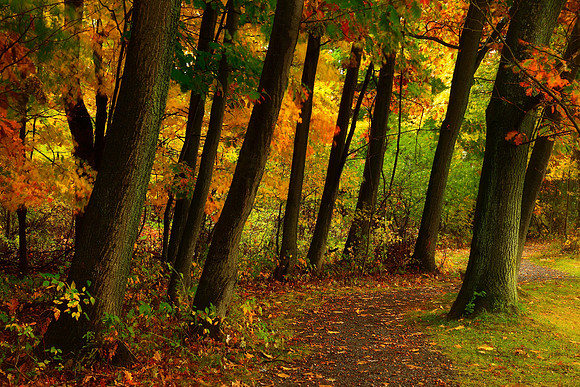 The Music of Fall at Birdsong, Path between Colorful Trees, Autumn in Orchard Park, New York (NY).