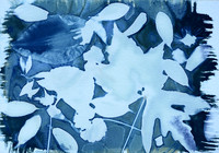 Leaves 1, Wet Cyanotype Photogram, Batch 26