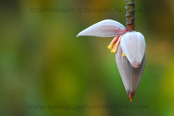 Banana Flower