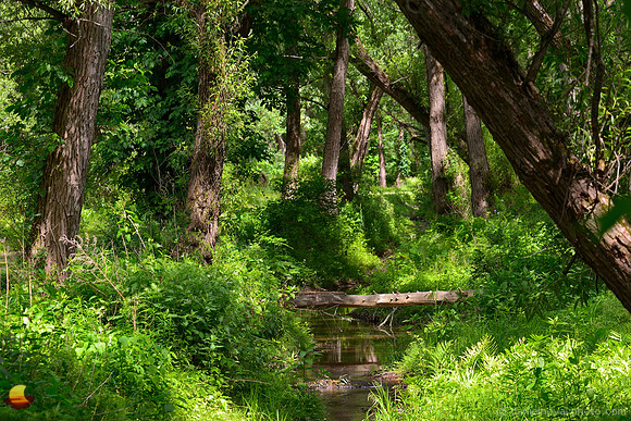 Trees around Creek
