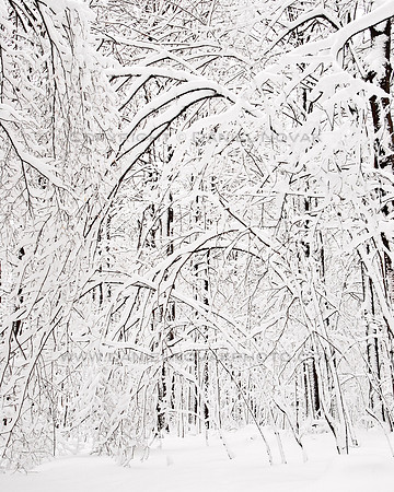 Winter Wonderland