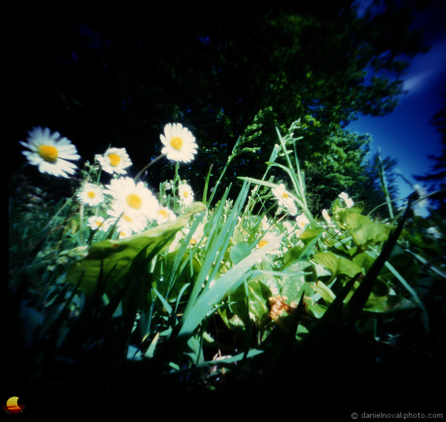 Daisies, Color Pinhole Photography. terraPIN ACME 3-d printed camera, Kodak Ektachrome E100 reversal film, Unicolor E-6 KIT.