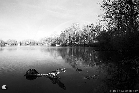 Green Lake Alligator, Orchard Park