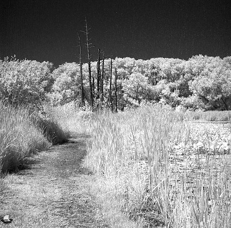 Birdsong Tree Phalanx on Infrared