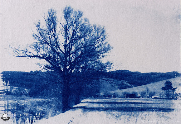 Along the Creek Cyanotype