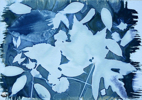 Leaves 1, Wet Cyanotype Photogram, Batch 26